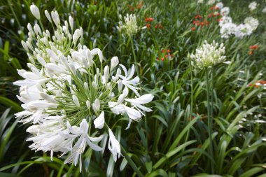 Azores yeşil bir arka plan üzerinde beyaz agapanthus çiçeği. Portu