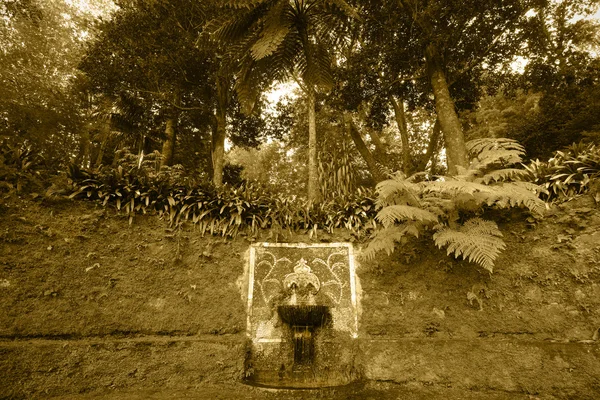 Ancient fountain and subtropical forest in sepia tone. Azores. P — Stock Photo, Image