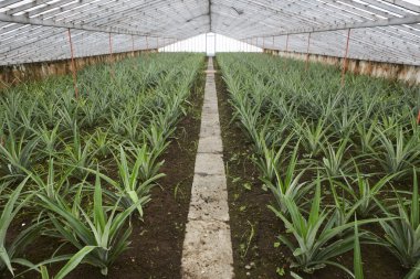 Sera Sao Miguel organik ananas ile. Azor Adaları