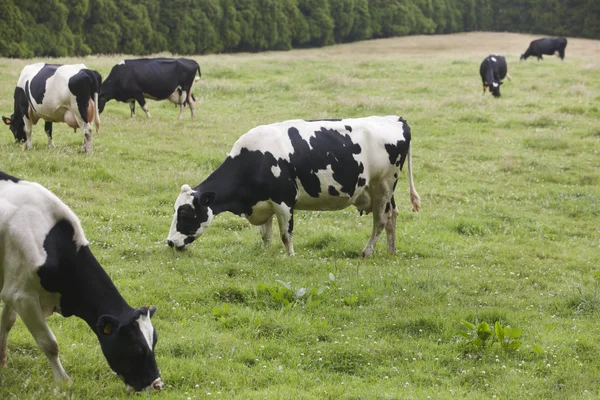 Grazing vacas em um prado. Ilha Terceira. Açores. Portugal — Fotografia de Stock