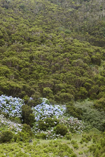 Azores paisaje con brezo y hortensias en Terceira. Portug —  Fotos de Stock