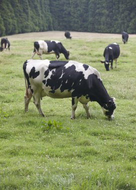 İnekler bir çayırda otlatma. Terceira Adası. Azores. Portekiz