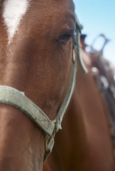 Cheval tête détail avec fond bleu ciel — Photo