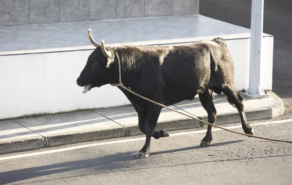 Παραδοσιακό πανηγύρι ταυρομαχίες Αζόρες στην Terceira. Αζόρες. Τουρά — Φωτογραφία Αρχείου