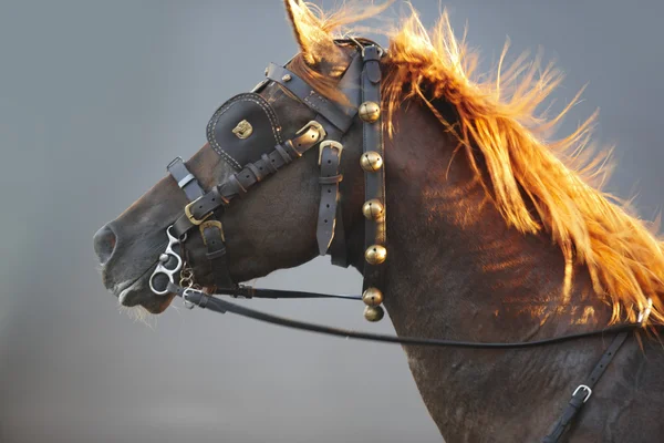 Tête de cheval de trait marron avec fond gris — Photo