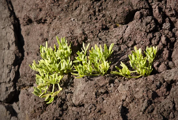 Detalle de formación volcánica con plantas verdes en Sao Joge. Azores —  Fotos de Stock