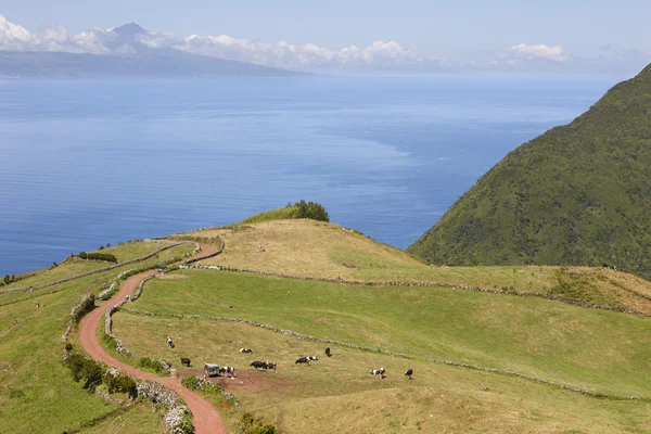 Pascolare mucche in campagna. Isola di Sao Jorge. Azzorre. Portu — Foto Stock