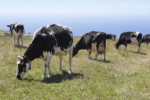 Grazing vacas em um prado. Ilha de São Jorge. Açores. Portugal — Fotografia de Stock