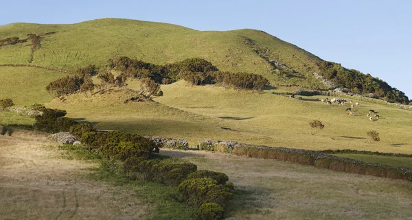 Paesaggio verde delle Azzorre con mucche al pascolo nei prati. Portoghese — Foto Stock