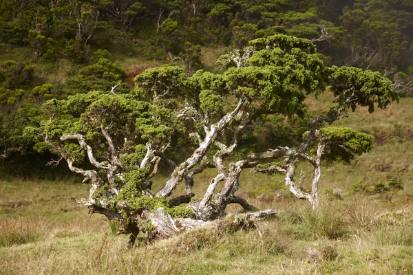 Eenzame cedrus boom in een weiland Pico eiland. Azoren. Portugal — Stockfoto