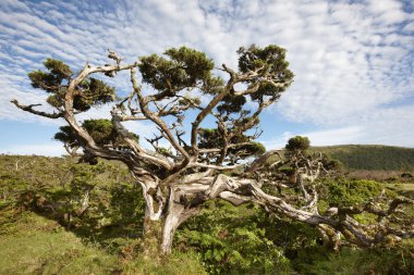 Pico Adası Çayırda yalnız sedir ağacı. Azores. Portekiz