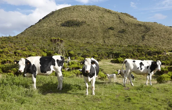 Grazing cows in a meadow. Green landscape in Azores. Portugal — Stock Photo, Image