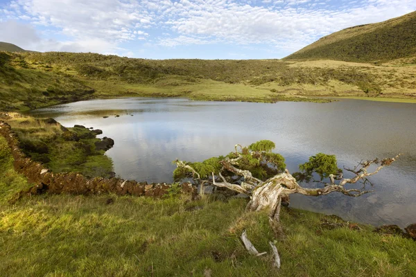 湖とヒマラヤ スギ ピコ島、ポルトガルのアゾレス諸島の風景 — ストック写真