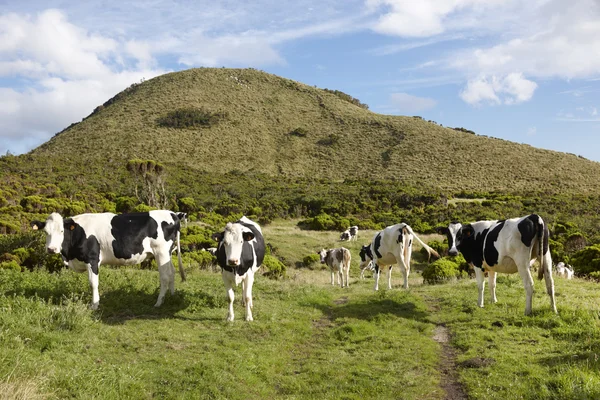 Grazende koeien in de wei. Groene landschap in de Azoren. Portugal — Stockfoto