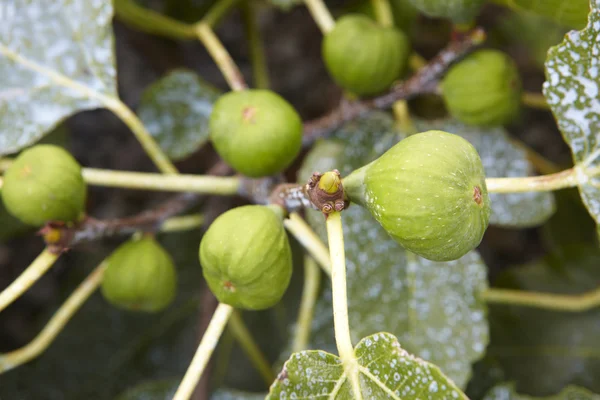 Fichi nell'albero con sfondo verde sfocato — Foto Stock