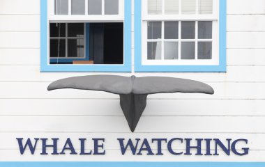 Balina izlerken bina Cephesi Azores masalında balina ile. Portug