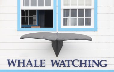 Whale watching building facade with whale tale in Azores. Portug clipart