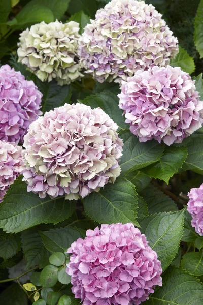 Hortensias púrpuras con fondo verde en la isla de Pico. Azores . — Foto de Stock