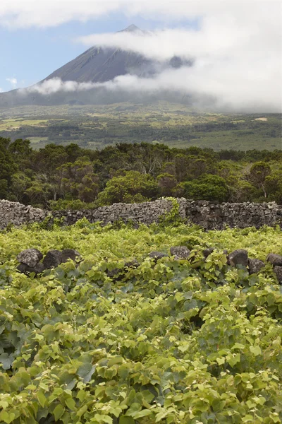 Pico island green landscape with peak and vineyard. Azores. Port — Stock Photo, Image