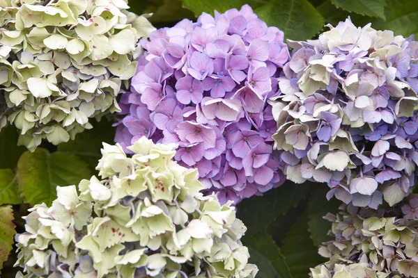 Hortensias púrpuras con fondo verde en la isla de Pico. Azores . — Foto de Stock