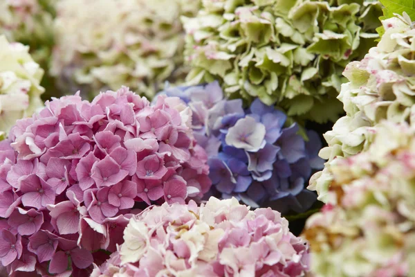 Mor mavi ve beyaz ortancaları Pico Adası. Azores. Portuga