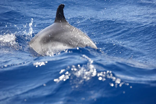 Dettaglio delfino nell'oceano Atlantico. Costa delle Azzorre — Foto Stock