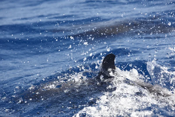 Golfinho nadando no oceano atlântico. Ilha dos Açores. Pico, por — Fotografia de Stock