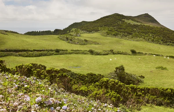 Azorenlandschaft mit grünen Wiesen und Hortensien auf der Insel Faial — Stockfoto