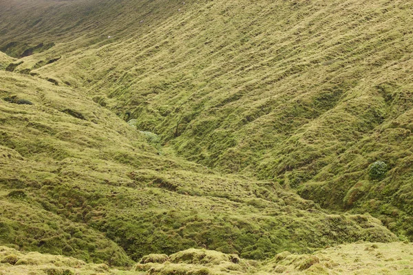 Paisagem dos Açores com prados verdes na ilha do Faial — Fotografia de Stock