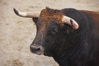 Arenada boğa mücadele. Bullring. Toro bravo. İspanya. Yatay