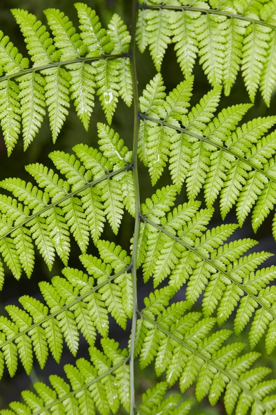 Зеленые влажные листья растения на черном фоне — стоковое фото