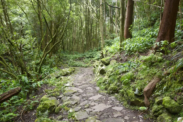 Sendero rocoso en un bosque subtropical verde húmedo. Azores, Portuga —  Fotos de Stock