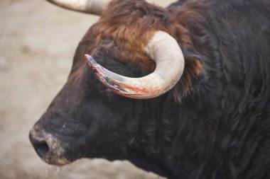 Boğa boynuzu dövüşü. Boğa güreşi Toro bravo. İspanya. Yatay
