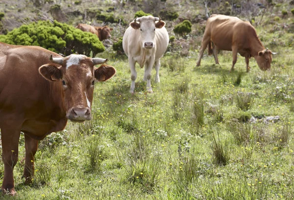 Έχετε κάνει εγγραφή οι αγελάδες την ύπαιθρο στο νησί Φλόρες. Αζόρες, Po — Φωτογραφία Αρχείου