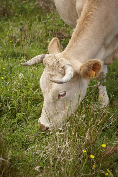 Συνδεδεμένοι cow στο ύπαιθρο στο νησί Φλόρες. Αζόρες, λιμάνι — Φωτογραφία Αρχείου