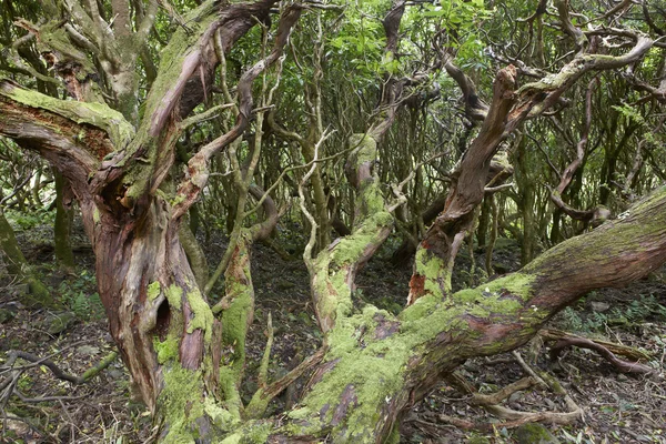 Субтропический зеленый лес на острове Флорес, архипелаг Азорских островов. P — стоковое фото