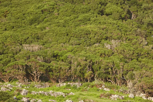 Azoren landschap met groene bossen in Flores eiland, Azoren. Por — Stockfoto