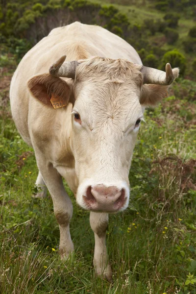 Krowa zarejestrowana na wsi na wyspie Flores. Azory, Port — Zdjęcie stockowe