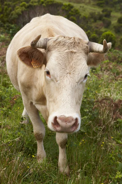 Συνδεδεμένοι cow στο ύπαιθρο στο νησί Φλόρες. Αζόρες, λιμάνι — Φωτογραφία Αρχείου