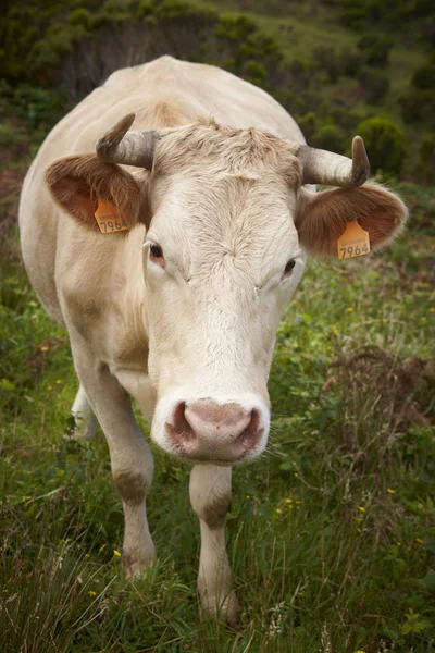 Συνδεδεμένοι cow στο ύπαιθρο στο νησί Φλόρες. Αζόρες, λιμάνι — Φωτογραφία Αρχείου
