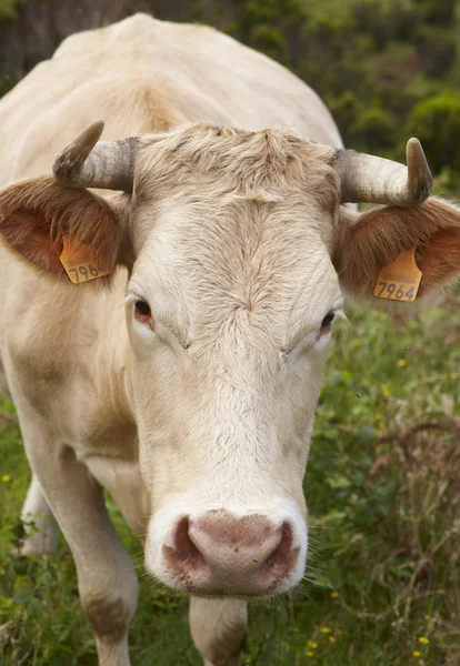 Συνδεδεμένοι cow στο ύπαιθρο στο νησί Φλόρες. Αζόρες, λιμάνι — Φωτογραφία Αρχείου