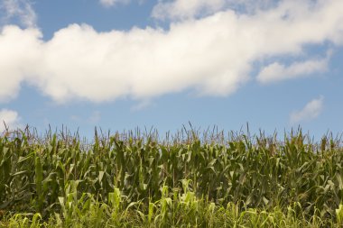 Mısır alan mavi gökyüzü ve beyaz bulutlar