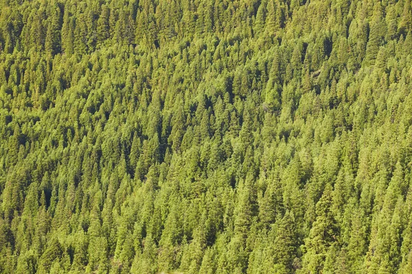 Pine wood forest green background on a mountain hill landscape — Stock Photo, Image