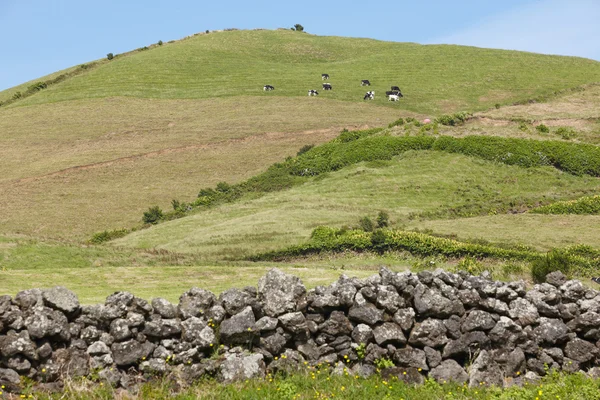 Azores rural landscape in Sao Miguel. Cows over the hill — Stock Photo, Image