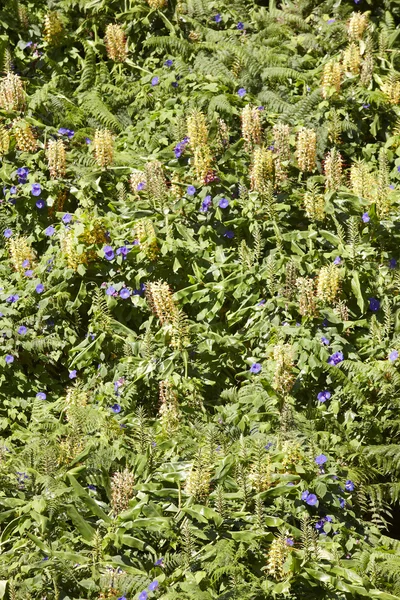 Hedychium gardnerianum verde bosco verticale nell'isola di Flores, A — Foto Stock