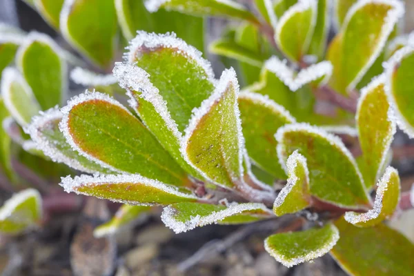 Outono congelado planta verde no chão. Natureza fundo — Fotografia de Stock