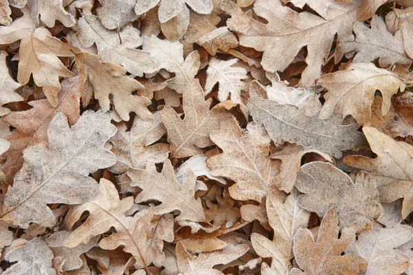 Hojas de otoño congeladas en el suelo. Fondo de la naturaleza. Tonalidad cálida —  Fotos de Stock