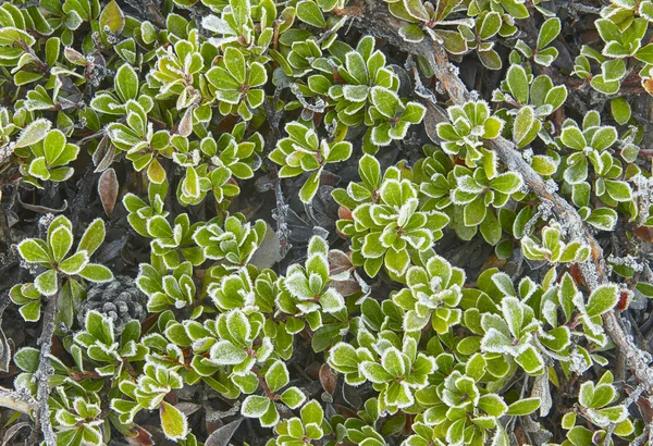Замороженные зеленые растения в земле в зимнее утро — стоковое фото
