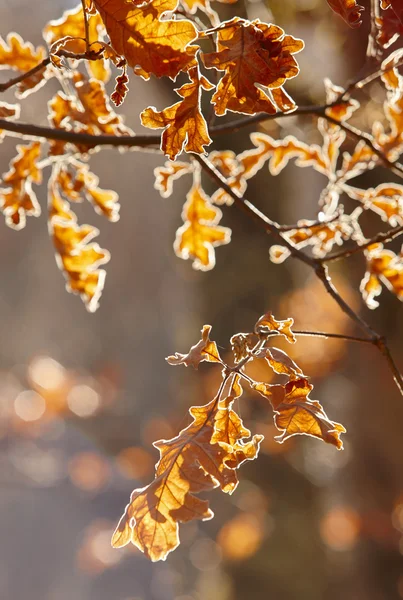 O outono deixa a luz de fundo em uma floresta. Fundo da natureza. Tonelada quente — Fotografia de Stock