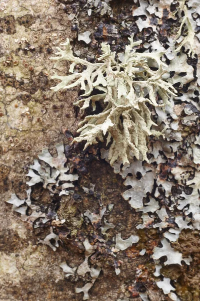 Lichen formation on a textured tree bark — Stock Photo, Image